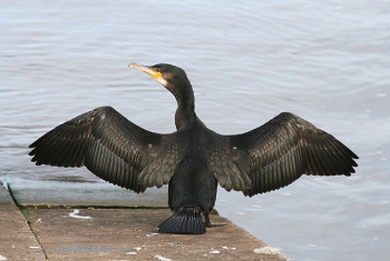 Cormorant